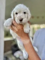 Halo, a male Labradoodle for sale in McHenry, IL – 1 of 5
