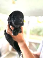 Goose, a male Labradoodle for sale in McHenry, IL – 3 of 6