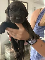 Henny, a female Labradoodle for sale in McHenry, IL – 5 of 5