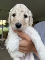 Wyoming , a male Labradoodle for sale in McHenry, IL – 5 of 8