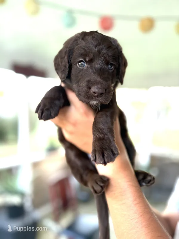 Rooster – Labradoodle puppy for sale in McHenry, IL