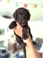 Rooster, a male Labradoodle for sale in McHenry, IL – 1 of 6