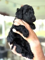 Onyx, a male Labradoodle for sale in McHenry, IL – 7 of 7