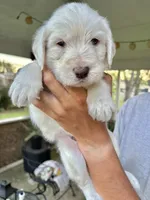Halo, a male Labradoodle for sale in McHenry, IL – 3 of 5