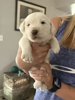Halo, a male Labradoodle for sale in McHenry, IL – 5 of 5