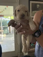 Tanner, a male Labradoodle for sale in McHenry, IL – 5 of 5