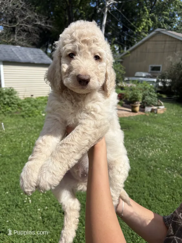 Tanner – Labradoodle puppy for sale in McHenry, IL