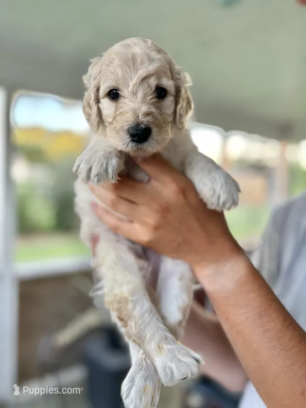 Wyoming  – Labradoodle puppy for sale in McHenry, IL