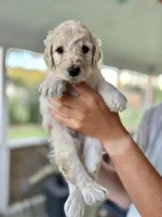 Wyoming , a male Labradoodle for sale in McHenry, IL – 1 of 8