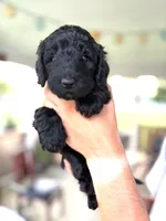 Onyx, a male Labradoodle for sale in McHenry, IL – 6 of 7