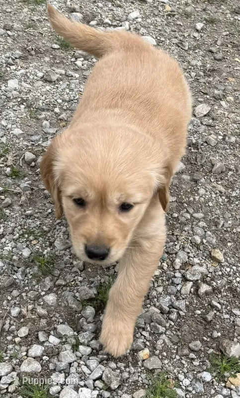 Beverly – Golden Retriever puppy for sale in Tuscola, IL