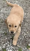 Beverly, a female Golden Retriever for sale in Tuscola, IL – 1 of 2