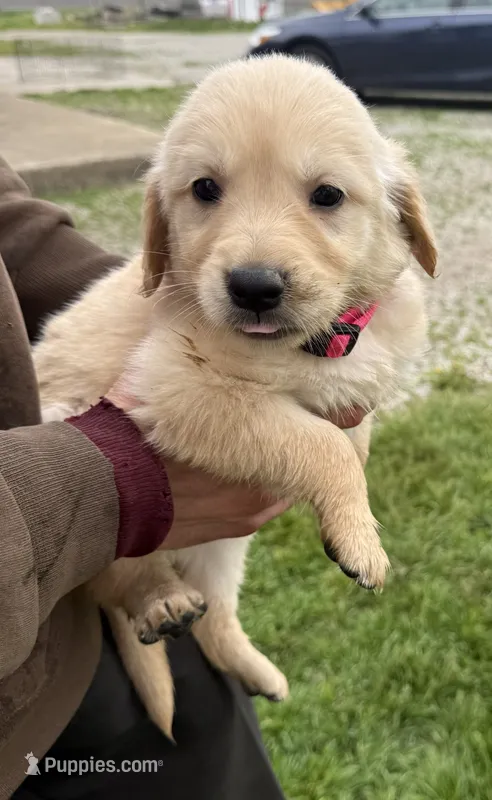 Brittney – Golden Retriever puppy for sale in Tuscola, IL