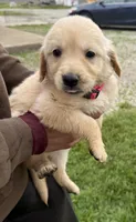 Brittney, a female Golden Retriever for sale in Tuscola, IL – 1 of 2