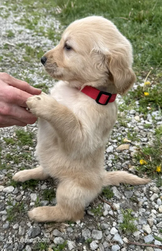 Bella – Golden Retriever puppy for sale in Tuscola, IL