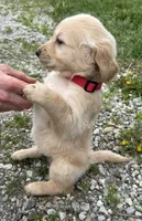 Bella, a female Golden Retriever for sale in Tuscola, IL – 1 of 2