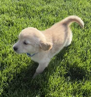 Brice, a male Golden Retriever for sale in Tuscola, IL – 1 of 2
