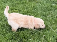 Brittney, a female Golden Retriever for sale in Tuscola, IL – 2 of 2