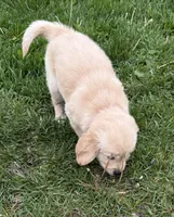Bridget, a female Golden Retriever for sale in Tuscola, IL – 2 of 2
