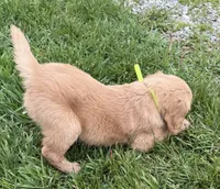 Brady, a male Golden Retriever for sale in Tuscola, IL – 2 of 2