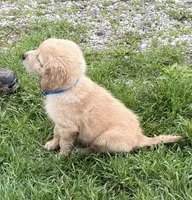 Brice, a male Golden Retriever for sale in Tuscola, IL – 2 of 2