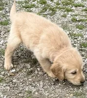 Bella, a female Golden Retriever for sale in Tuscola, IL – 2 of 2