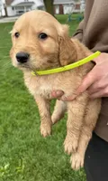 Brady, a male Golden Retriever for sale in Tuscola, IL – 1 of 2
