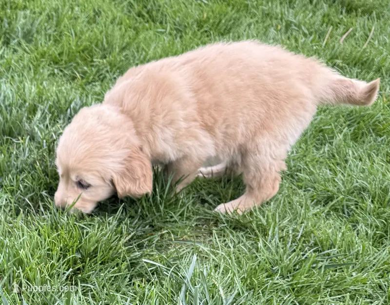 Bridget – Golden Retriever puppy for sale in Tuscola, IL