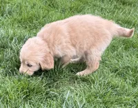 Bridget, a female Golden Retriever for sale in Tuscola, IL – 1 of 2