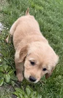 Beverly, a female Golden Retriever for sale in Tuscola, IL – 2 of 2