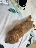 Mocha, a male Poodle - Toy  for sale in Cypress, TX – 8 of 10