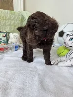 Bear, a male Poodle - Toy  for sale in Cypress, TX – 9 of 10
