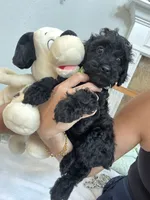 Coco, a male Poodle - Toy  for sale in Cypress, TX – 6 of 6