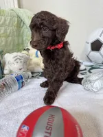 Bear, a male Poodle - Toy  for sale in Cypress, TX – 3 of 10