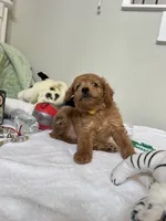 Mocha, a male Poodle - Toy  for sale in Cypress, TX – 10 of 10