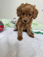 Teddy, a male Poodle - Toy  for sale in Cypress, TX – 4 of 7