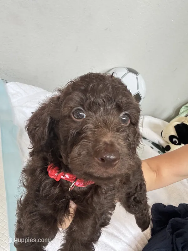 Bear – Poodle - Toy  puppy for sale in Cypress, TX