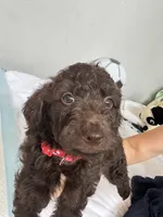 Bear, a male Poodle - Toy  for sale in Cypress, TX – 1 of 10