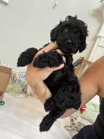 Coco, a male Poodle - Toy  for sale in Cypress, TX – 4 of 6