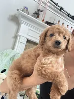 Mocha, a male Poodle - Toy  for sale in Cypress, TX – 4 of 10