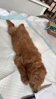Mocha, a male Poodle - Toy  for sale in Cypress, TX – 2 of 10