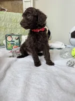 Bear, a male Poodle - Toy  for sale in Cypress, TX – 8 of 10