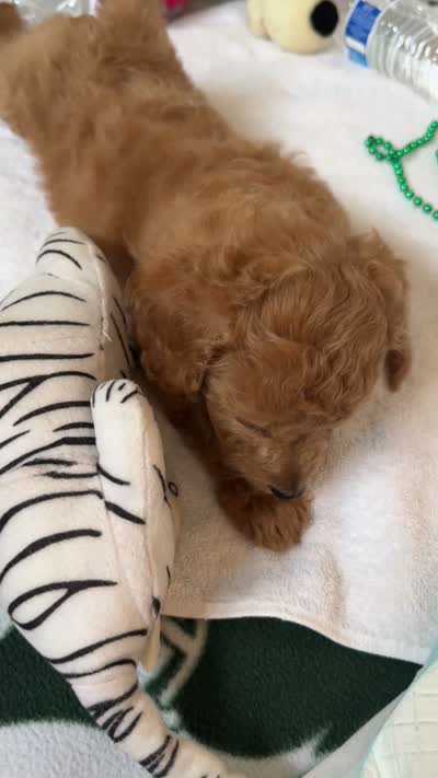 Mocha, a male Poodle - Toy  for sale in Cypress, TX – 10 of 10