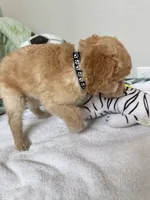 Sunny, a male Poodle - Toy  for sale in Cypress, TX – 10 of 10