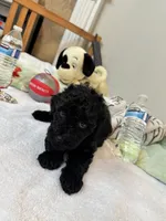 Coco, a male Poodle - Toy  for sale in Cypress, TX – 5 of 6