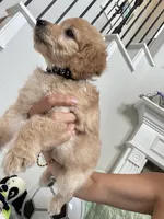 Sunny, a male Poodle - Toy  for sale in Cypress, TX – 9 of 10