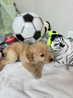 Sunny, a male Poodle - Toy  for sale in Cypress, TX – 5 of 10