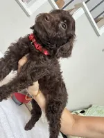 Bear, a male Poodle - Toy  for sale in Cypress, TX – 2 of 10