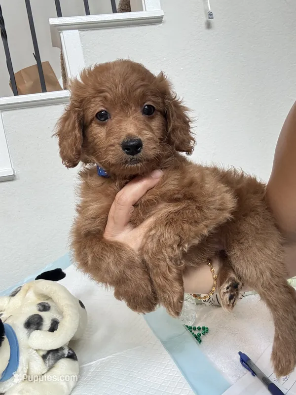 Teddy – Poodle - Toy  puppy for sale in Cypress, TX