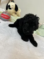 Coco, a male Poodle - Toy  for sale in Cypress, TX – 1 of 6
